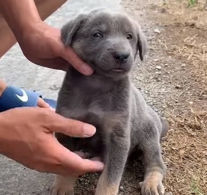 Щенок сидит