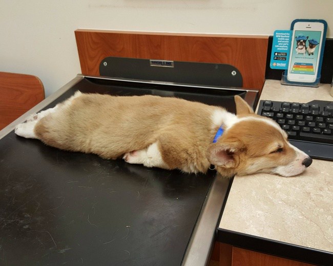 когда собаки ведут себя как люди