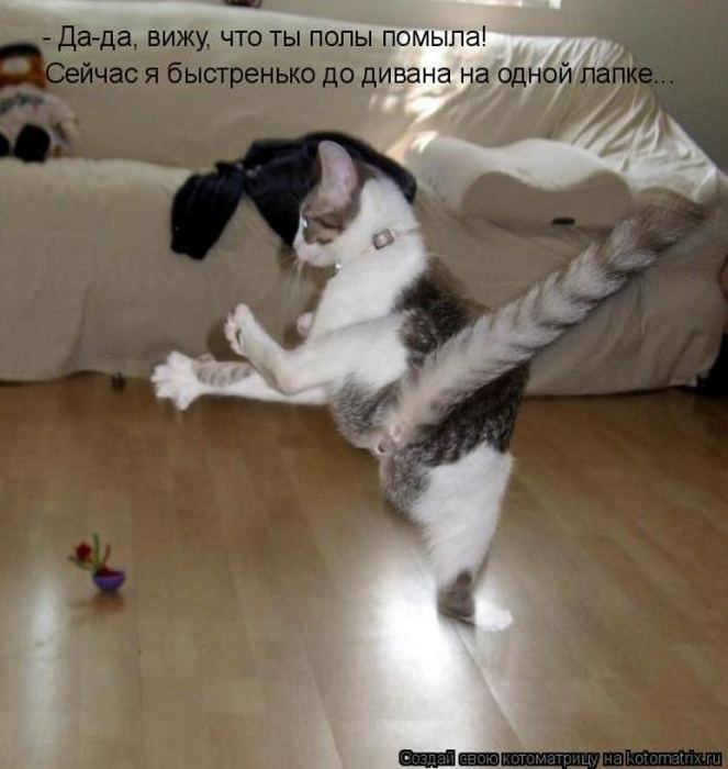 Устал, как собака? Отдохни, как кошка! Устал, как собака? Отдохни, как кошка!