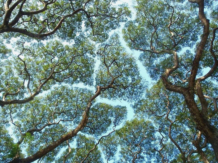 Crown Shyness Trees