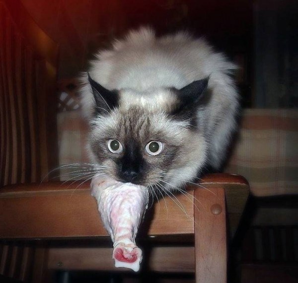 Усатые воришки Усатые воришки