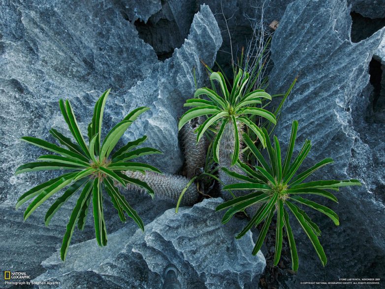 Цинжи-дю-Бемараха: каменный лес Мадагаскара Африка,мадагаскар,мир,путешествие,страны