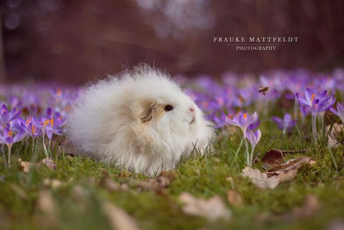 Long-haired-guinea-pigs