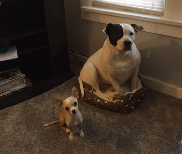 собаки которые смущены происходящим