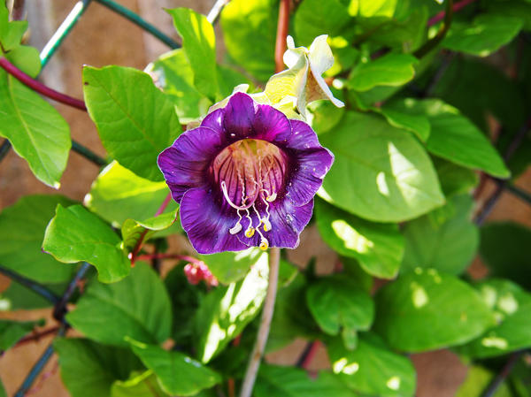 Кобея лазающая (Cobaea scandens)