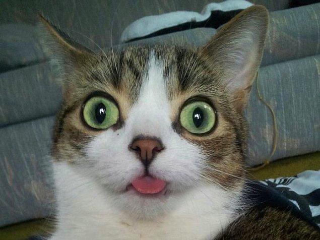 НЕфотогеничные кошки... Да, да, и такие бывают!
