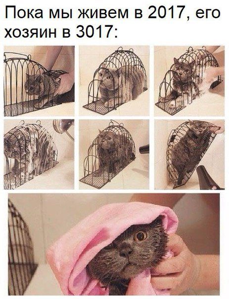 Приколы в фотомемах