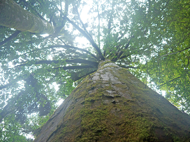 Япония, Якусима, остров, якушима, yakushima, лес, yakusugi land, кедр, мох, кора, поход, зеленый, дерево