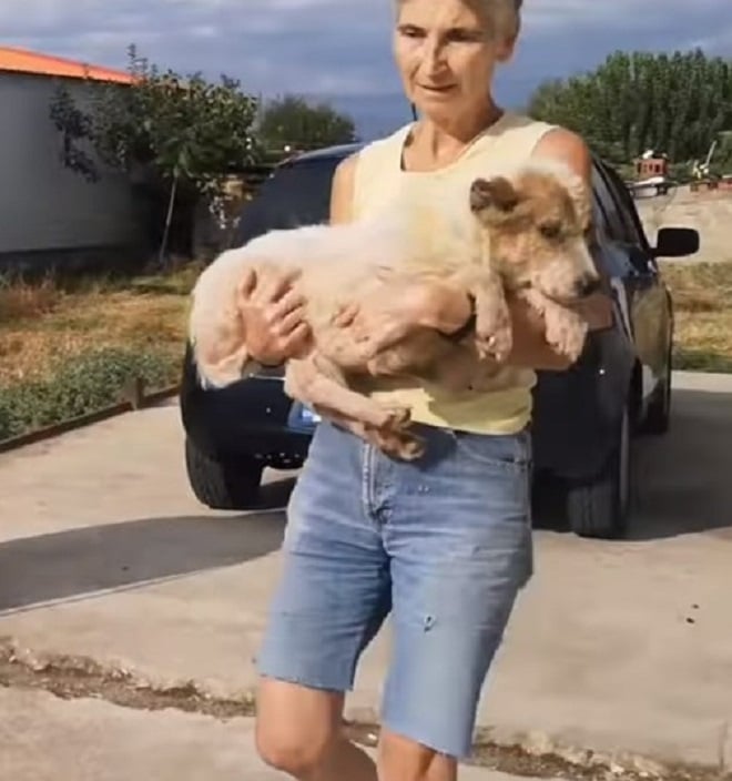 Пес на руках