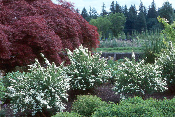 http://www.tuinplant.nl/media/catalog/product/6/6/66096800-1.jpg
