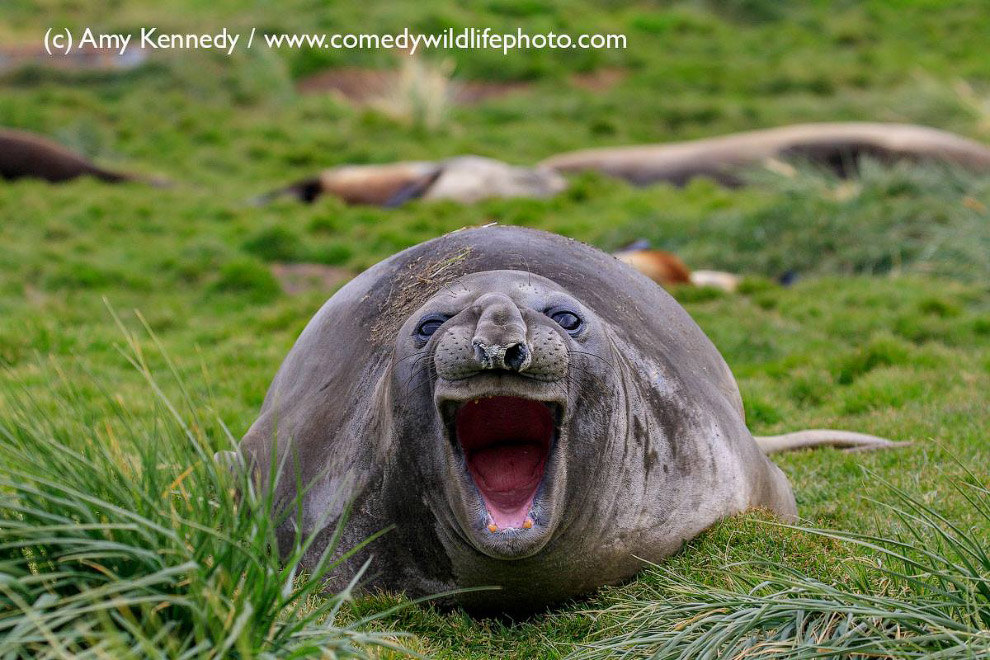 Самые смешные кадры Comedy Wildlife Photography Awards 2018