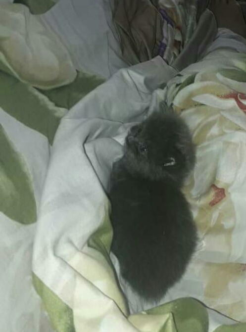 Марсик, которому повезло Марсик, которому повезло