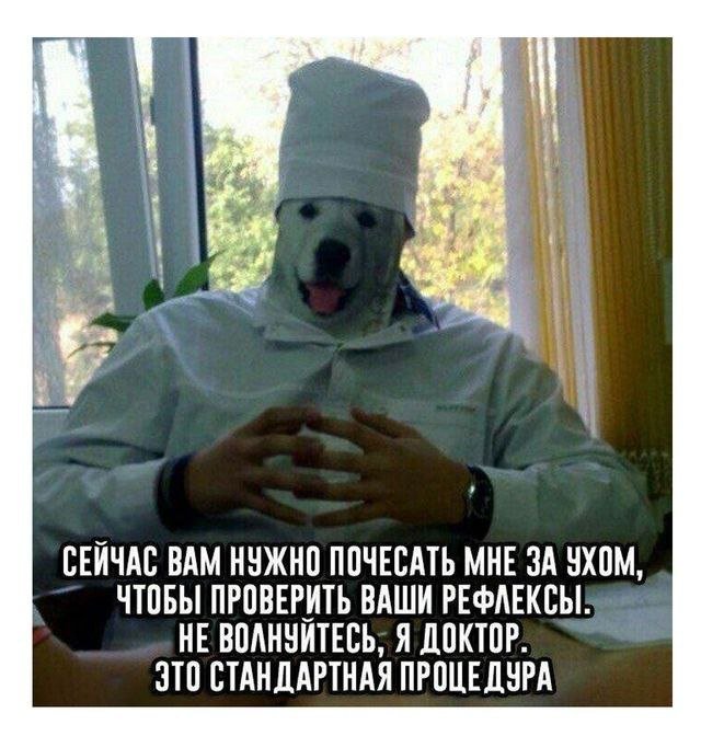 Интернет мемы и кот который не боится пылесоса 