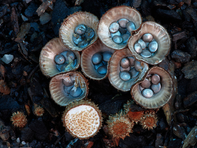 13. Cyathus striatus Бокальчик полосатый. грибы, интересное, фото