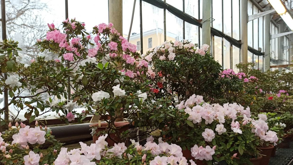 Хакасские цветоводы дали советы по уходу за комнатными растениями зимой