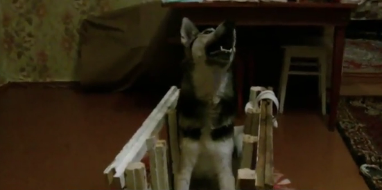 Собака покалеченная живодером