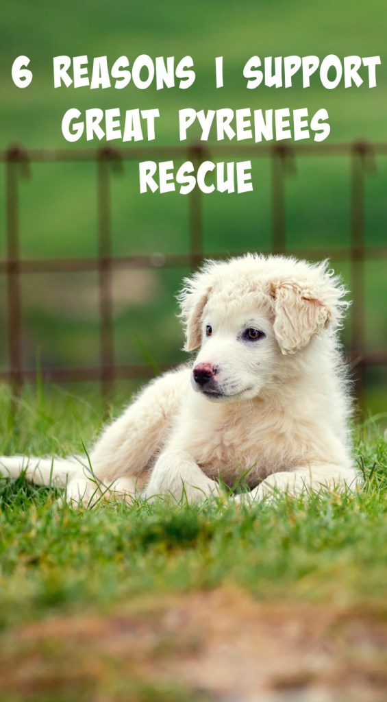 Great Pyrenees rescue is something I've always been passionate about. Here are six reasons I support rescue and the stories behind them.