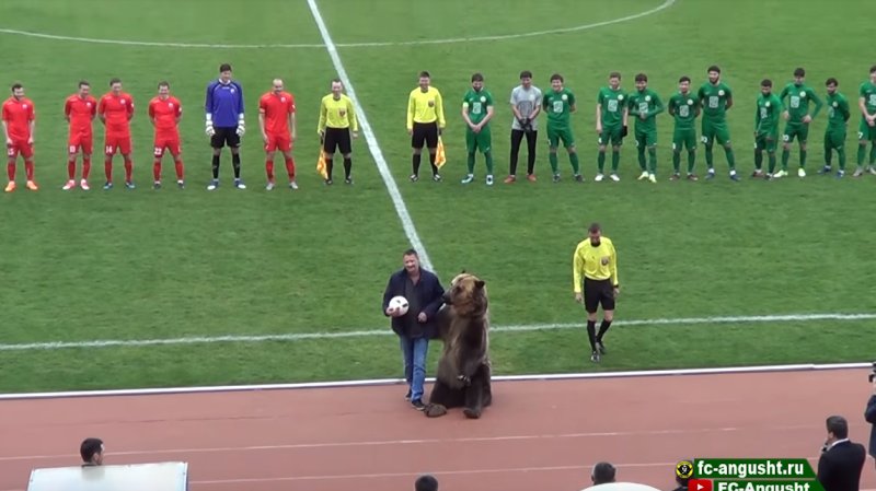 Американские зоозащитники осудили трюк с живым медведем перед футбольным матчем ПФЛ