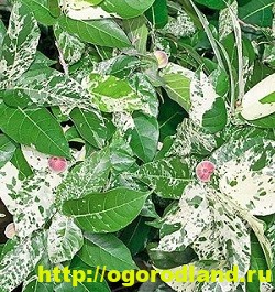 Фикусы и их разновидности. Выращивание и уход за фикусами