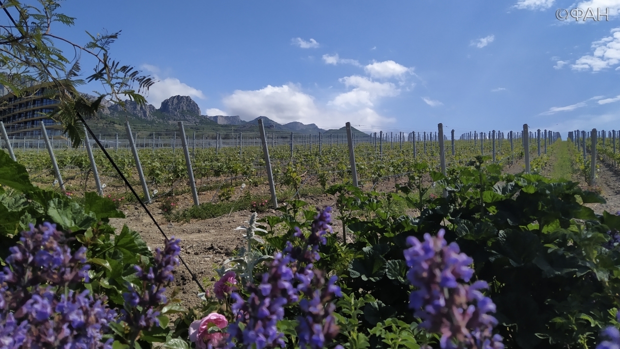 Ученый Потанин рассказал о развитии виноградарства в Крыму и России в целом Ученый Потанин рассказал о развитии виноградарства в Крыму и России в целом Общество