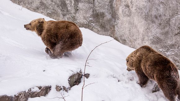 Korkeasaaren karhut ovat heränneet talviuniltaan. 