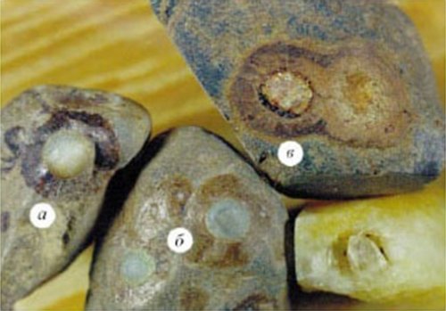 ОТКРЫТИЕ КРЕМНИЕВОЙ ФОРМЫ ЖИЗНИ  НА ЗЕМЛЕ  