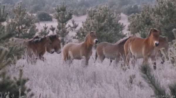Выпущенные в зоне лошади Пржевальского быстро адаптировались и размножились