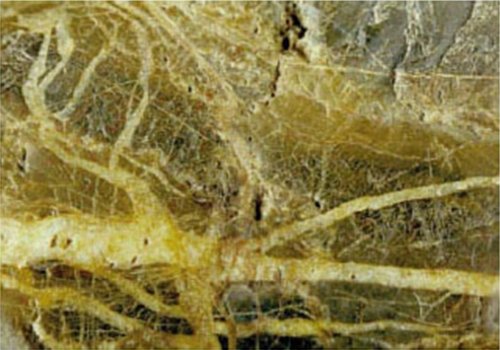 ОТКРЫТИЕ КРЕМНИЕВОЙ ФОРМЫ ЖИЗНИ  НА ЗЕМЛЕ  