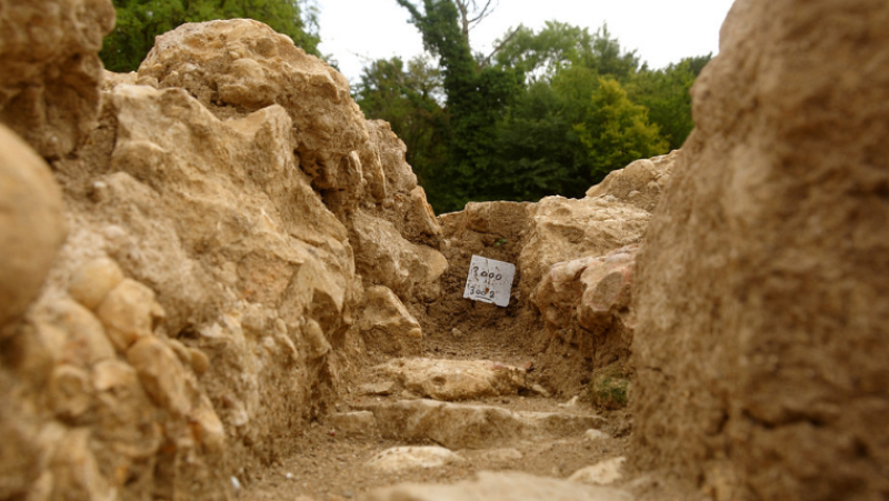 Окаменелые останки уникального четвероногого кита нашли в Египте