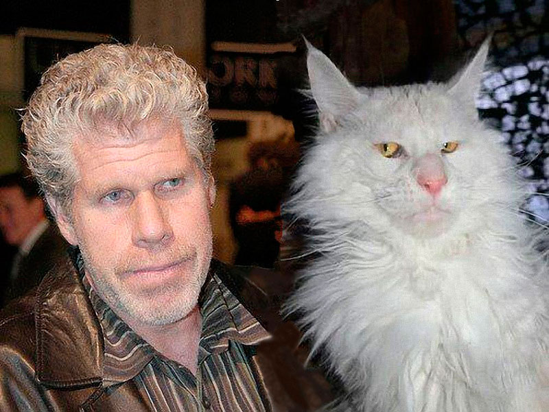 Кошки похожи на своих хозяев