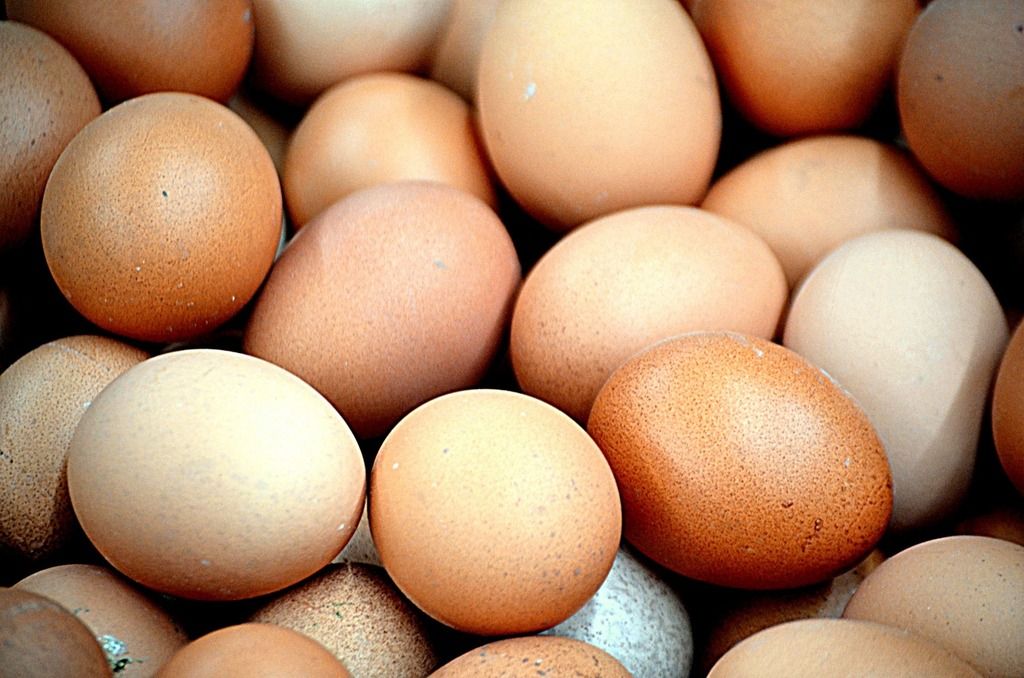 Daily Express назвал британцам способ расходовать меньше топлива при помощи яиц Экономика