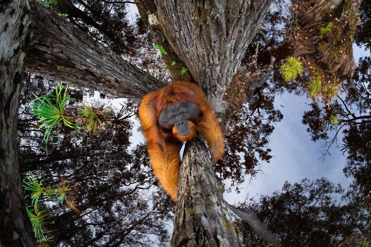 © Thomas Vijayan/NPOTY 2020