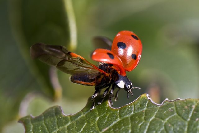 19 насекомых для защиты и здоровья сада — как их привлечь? дача,животные,насекомые,сад и огород