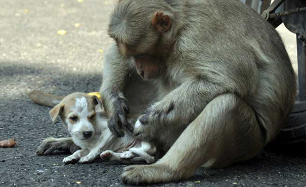 Макака внимательно заботится о щенке, будто это ее собственный детеныш история, обезьяна, щенок