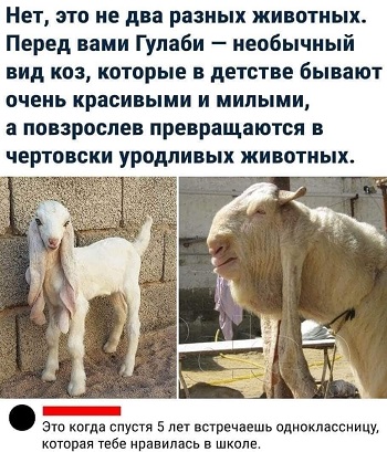 Дневник кота Василия апреля, марта, Вчера, потом, Хозяин, хозяйка, Сегодня, вчера, попугайчика, шторы, потому, вернулся, сразу, шкафа, нельзя, логика, логики, разрыдалась© , средневековое, мракобесие19