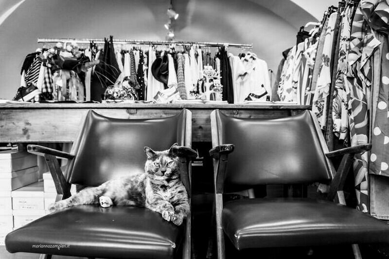 Фотограф запечатлела 14 очаровательных котов, которые заняты работой идеи и вдохновение,хобби