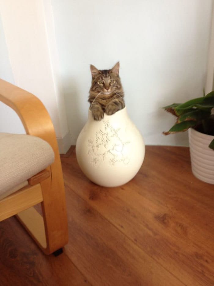 30 случаев, когда люди думали, что у них нет кота, но вот же он