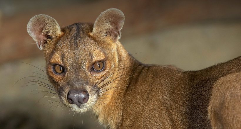 Fossa 2