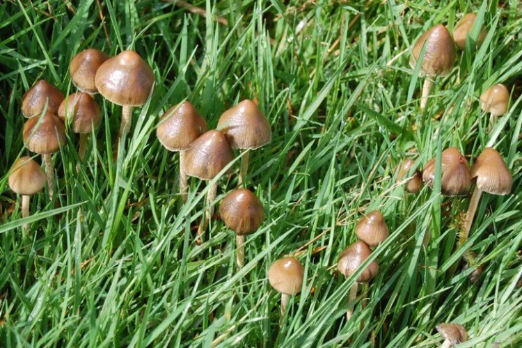 Несъедобные грибы: названия, фото и описания ядовитых грибов грибы,дача,сад и огород,ядовитые грибы