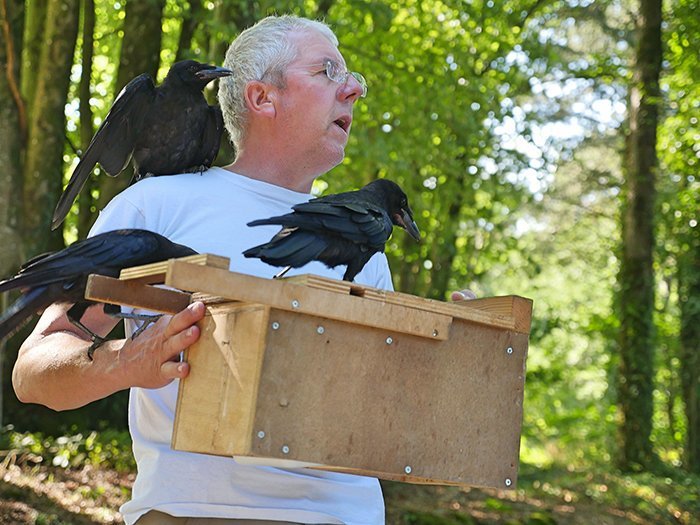 На птичьих правах: в одном из парков Франции трудятся грачи На птичьих правах: в одном из парков Франции трудятся грачи животные