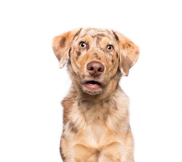 У собак тоже бывают эмоции У собак тоже бывают эмоции