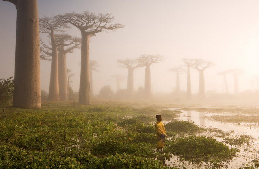 Баобабы острова Мадагаскар  деревья, красота, мир