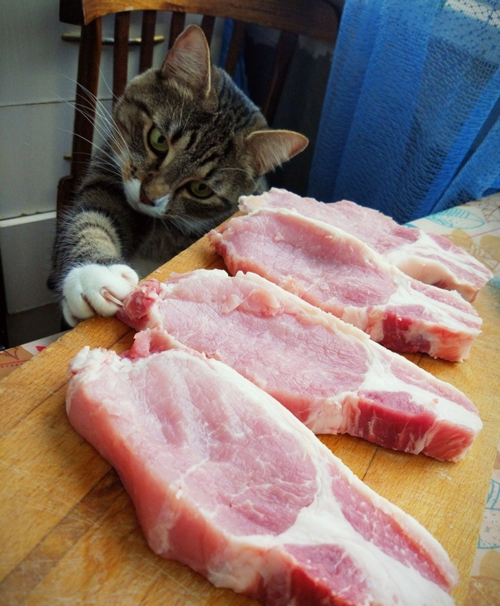 20 котиков, которые могли бы вести себя по-нормальному, но зачем, если их и так любят? 20 котиков, которые могли бы вести себя по-нормальному, но зачем, если их и так любят?