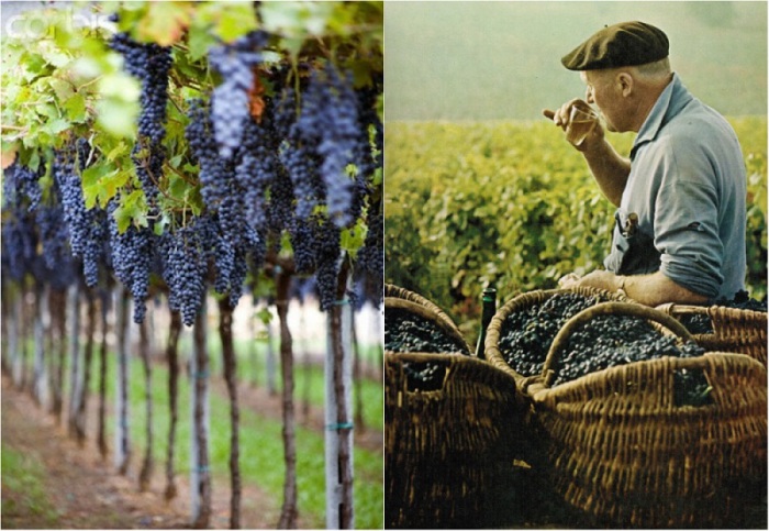 Франция исстари считалась центром виноделия в мире как по количеству производимых вин, так и по ассортименту. В год во Франции производится около 75 млн гектолитров вина.