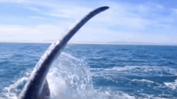 Подборка забавных и жизненных гифок из сети Подборка забавных и жизненных гифок из сети