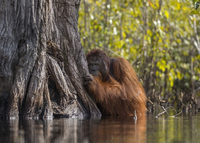 30 фотографий с конкурса National Geographic, которые доказывают, что наша планета — режиссер самого грандиозного шоу во Вселенной