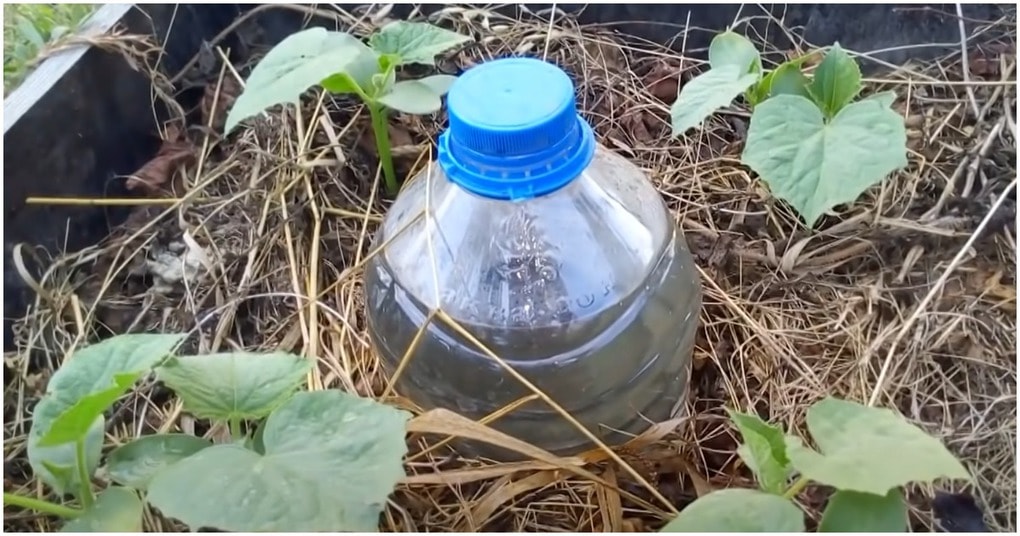 Спасение для огородников — капельный полив бутылками