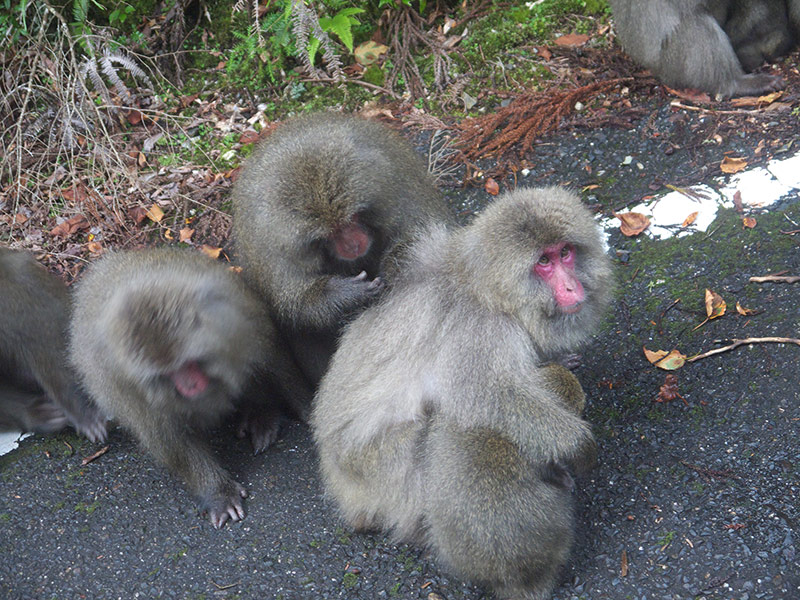 Япония, Якусима, остров, якушима, yakushima, японские макаки, обезьяны, дорога