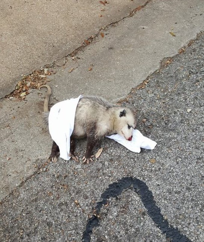 беременный опоссум льнет к людям которые спасли ее детенышей 