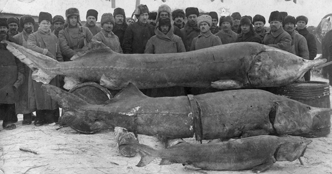 Белуга на 1490 кило: самая большая пойманная рыба Beluga